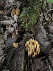 Ramaria stricta