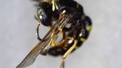 Philanthus