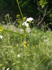 Asperula tinctoria