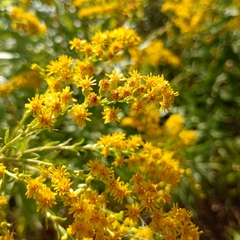 Solidago