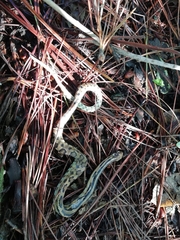 Pituophis lineaticollis