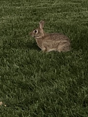 Sylvilagus floridanus