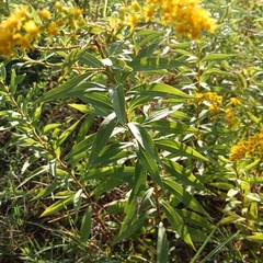 Solidago