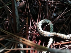 Pituophis lineaticollis