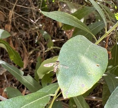 Toxomerus occidentalis