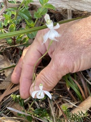 Caladenia picta
