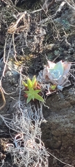 Dudleya formosa