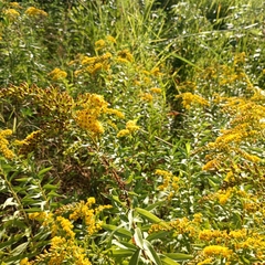 Solidago