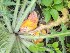 Hypomyces lactifluorum