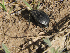 Nyctelia