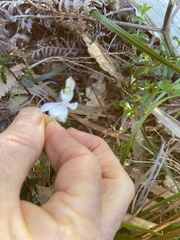 Caladenia picta