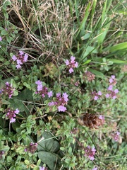Thymus pulegioides