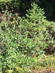 Coccothraustes vespertinus