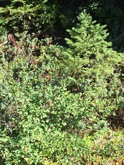 Coccothraustes vespertinus