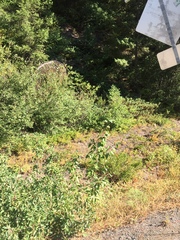 Coccothraustes vespertinus