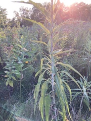 Helianthus grosseserratus