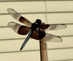 Libellula luctuosa