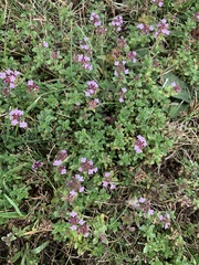 Thymus pulegioides