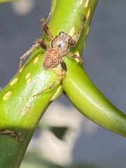 Neoscona arabesca