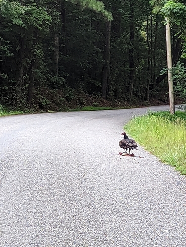 Turkey Vulture photographed in Alabama