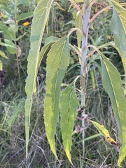 Helianthus grosseserratus