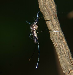 Toxorhynchites theobaldi