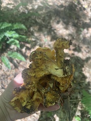 Cantharellus