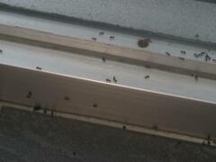 Dolichoderus thoracicus