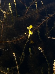 Utricularia macrorhiza
