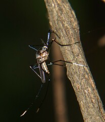 Toxorhynchites theobaldi