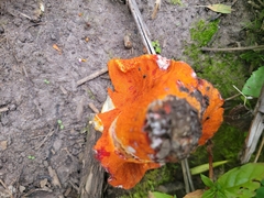 Hypomyces lactifluorum
