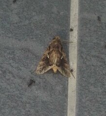 Plusiopalpa