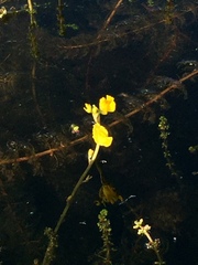 Utricularia macrorhiza