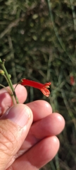 Gambelia juncea