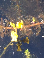 Utricularia macrorhiza