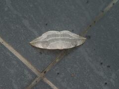 Cyclidia substigmaria