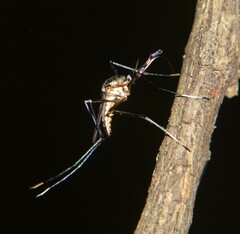 Toxorhynchites theobaldi