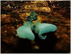 Chlorociboria