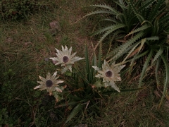Eryngium proteiflorum