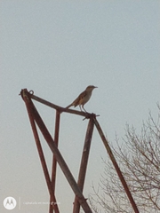 Mimus saturninus
