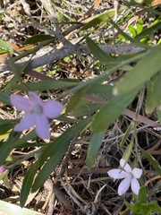 Eriostemon australasius