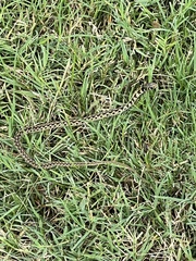 Thamnophis marcianus