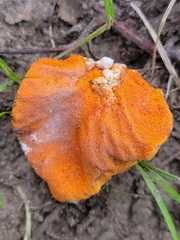 Hypomyces lactifluorum