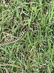 Thamnophis marcianus