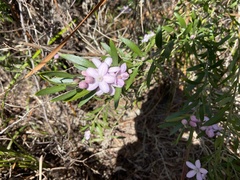 Eriostemon australasius