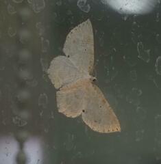 Asthena melanosticta