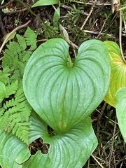 Maianthemum dilatatum