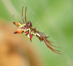 Micrathena sagittata