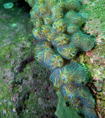 Botrylloides magnicoecus