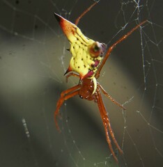 Micrathena sagittata